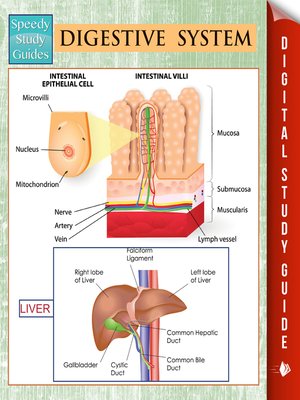 cover image of Digestive System